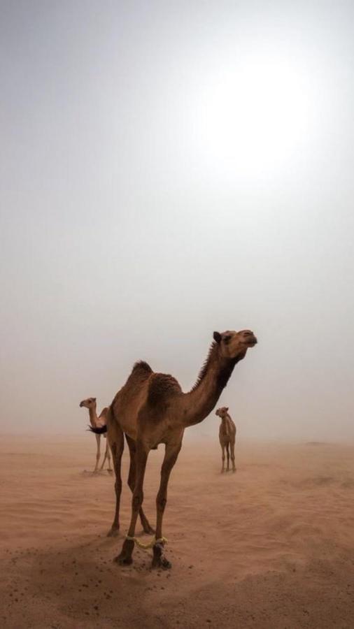 Wadirum Zeid Camp&Tours Wadi Rum Exterior photo