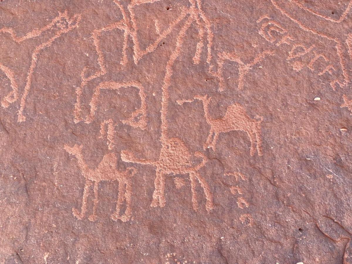 Wadirum Zeid Camp&Tours Wadi Rum Exterior photo